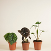 Alocasia set