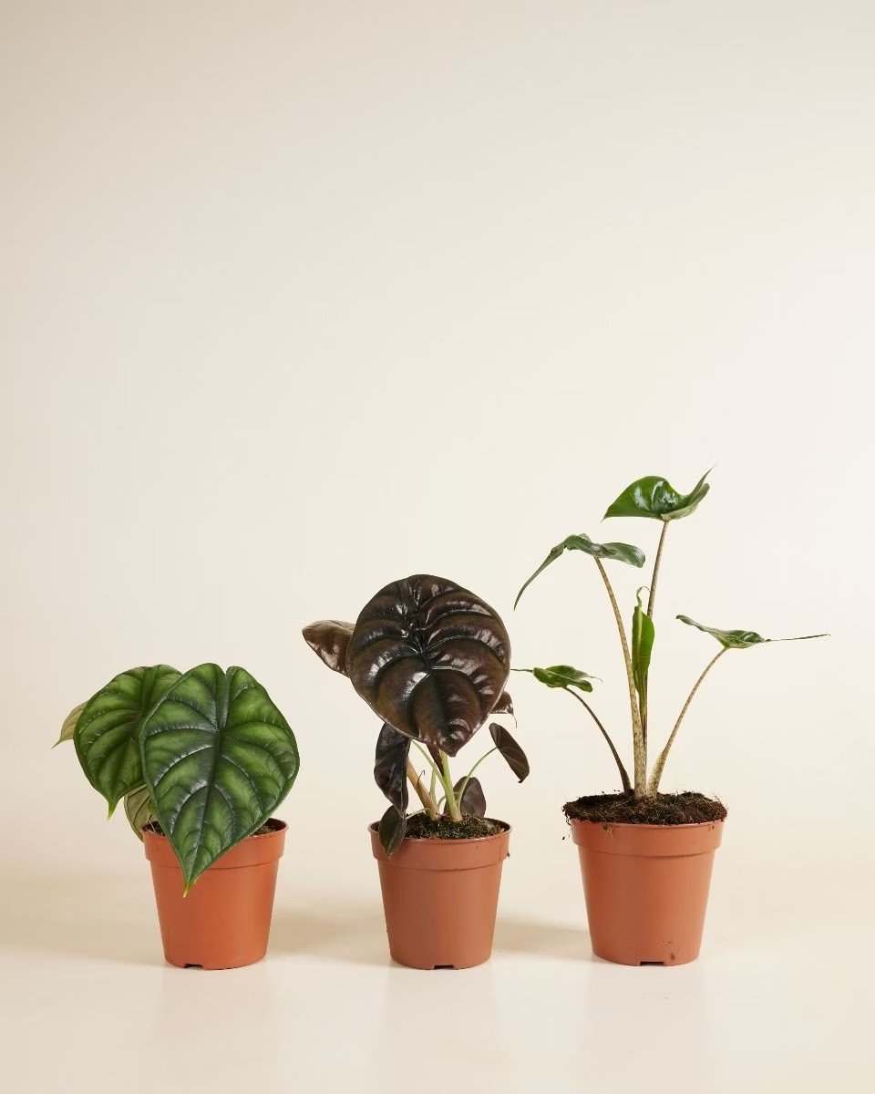 مجموعة الألوكاسيا (Alocasia Set)