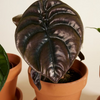 Alocasia set
