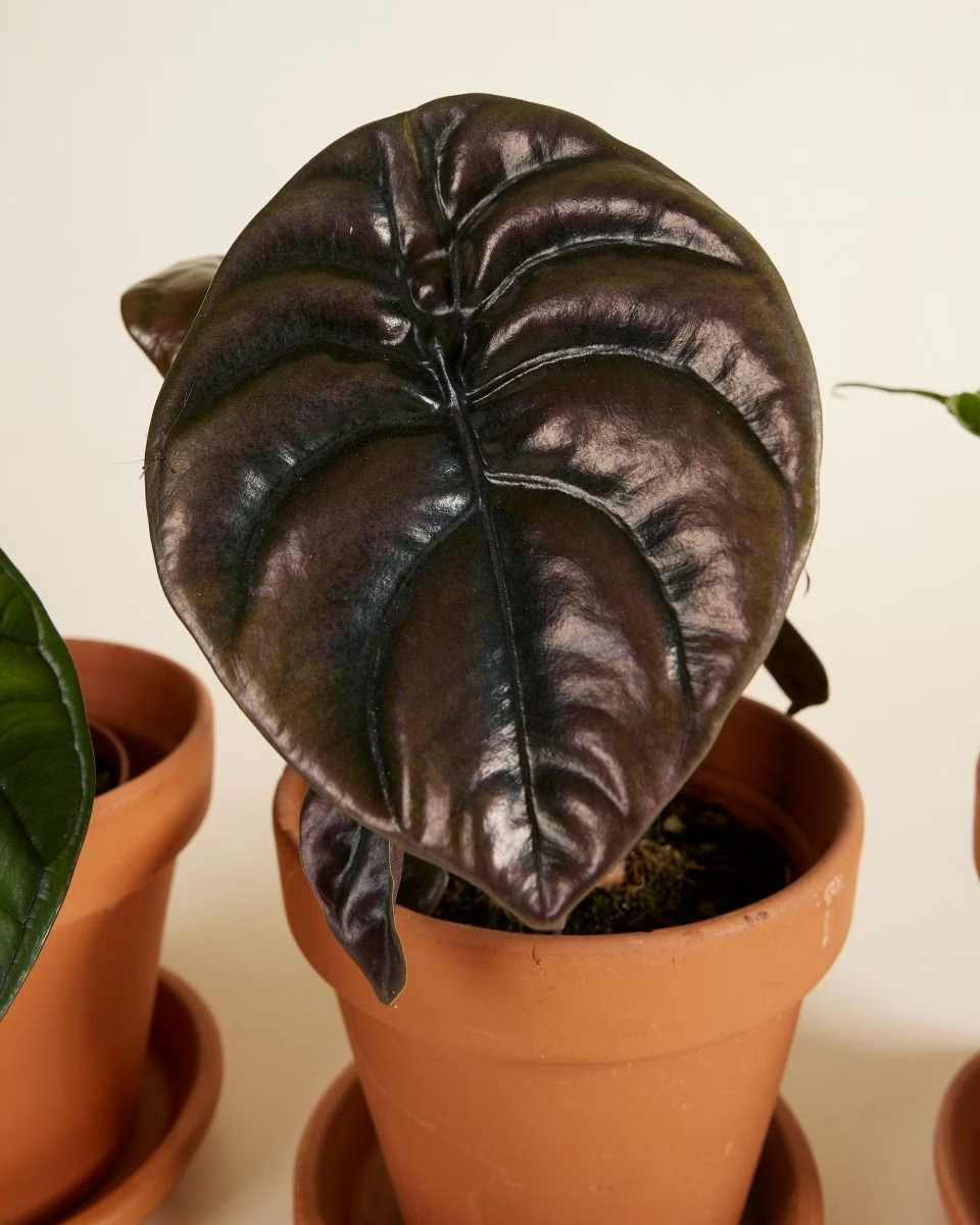 مجموعة الألوكاسيا (Alocasia Set)