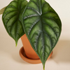 Alocasia set