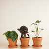 Alocasia set