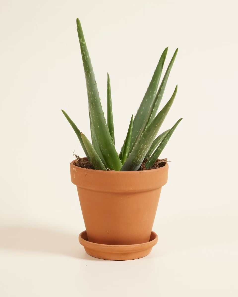 Aloe Vera Plant صبار الألوفيرا