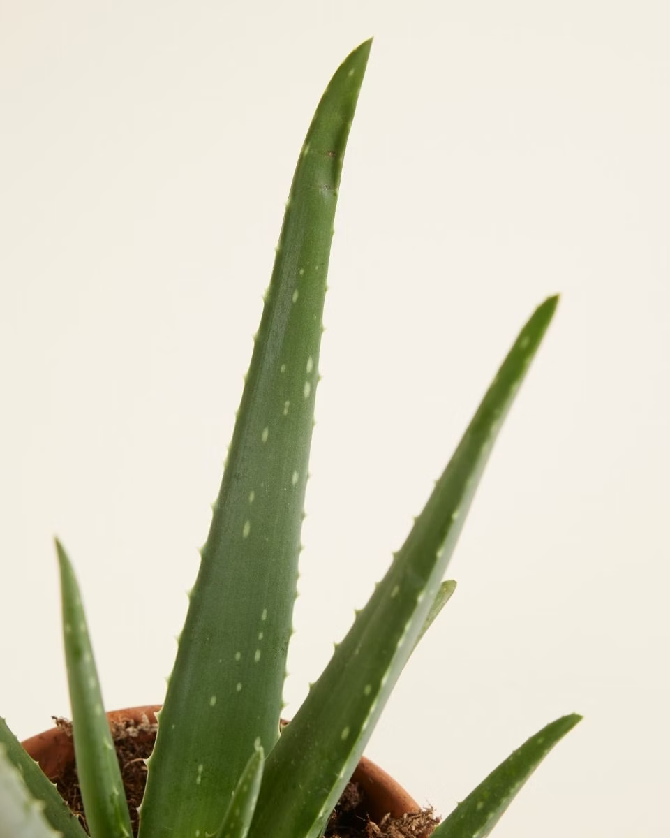 Aloe Vera Plant صبار الألوفيرا