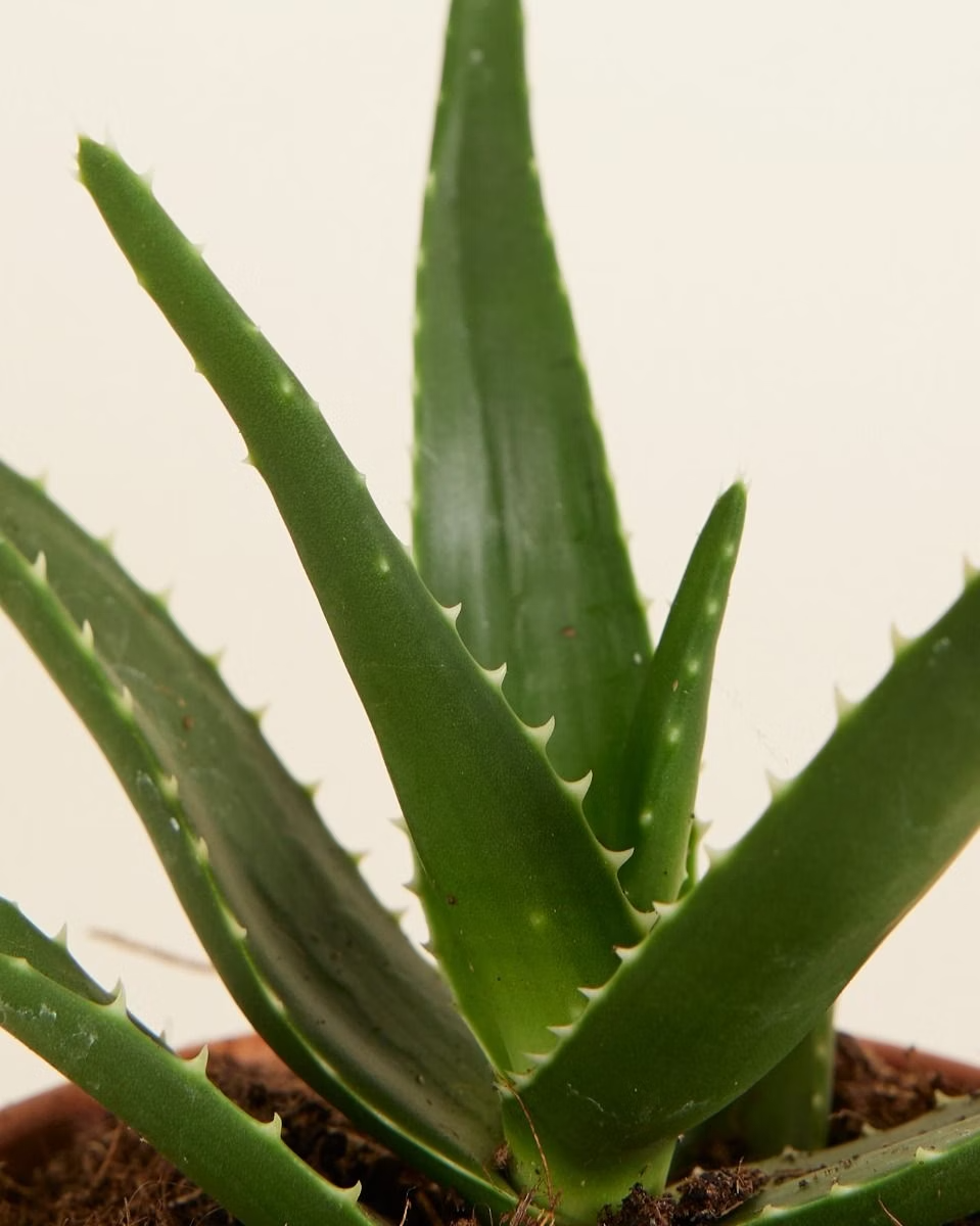 Baby Aloë Vera Plant صبار الألوفيرا