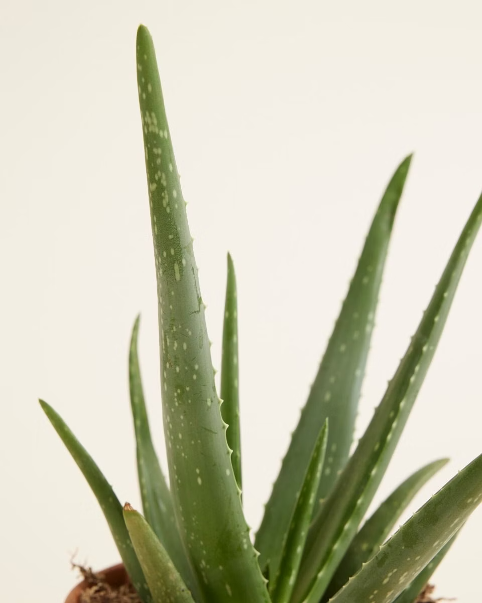 Aloe Vera Plant صبار الألوفيرا