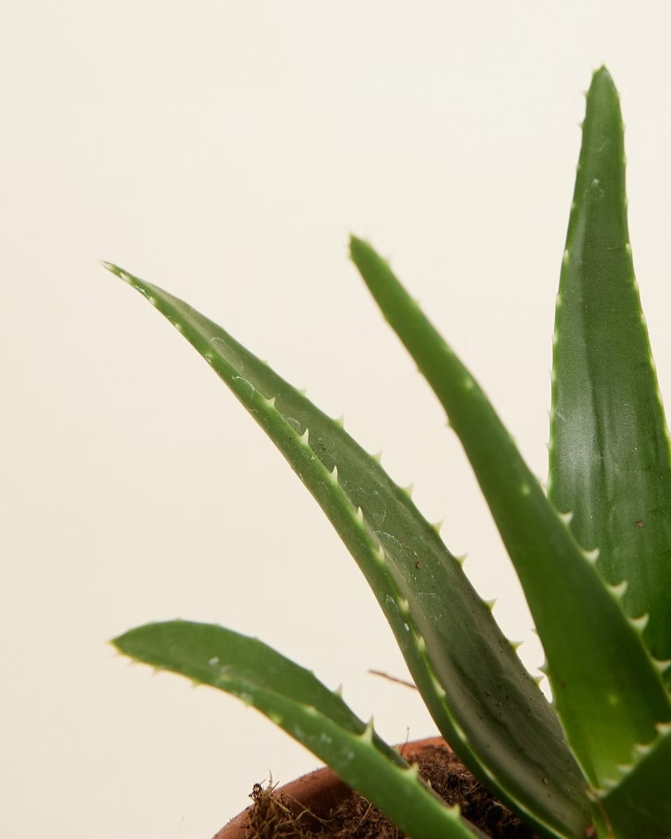 Baby Aloë Vera Plant صبار الألوفيرا