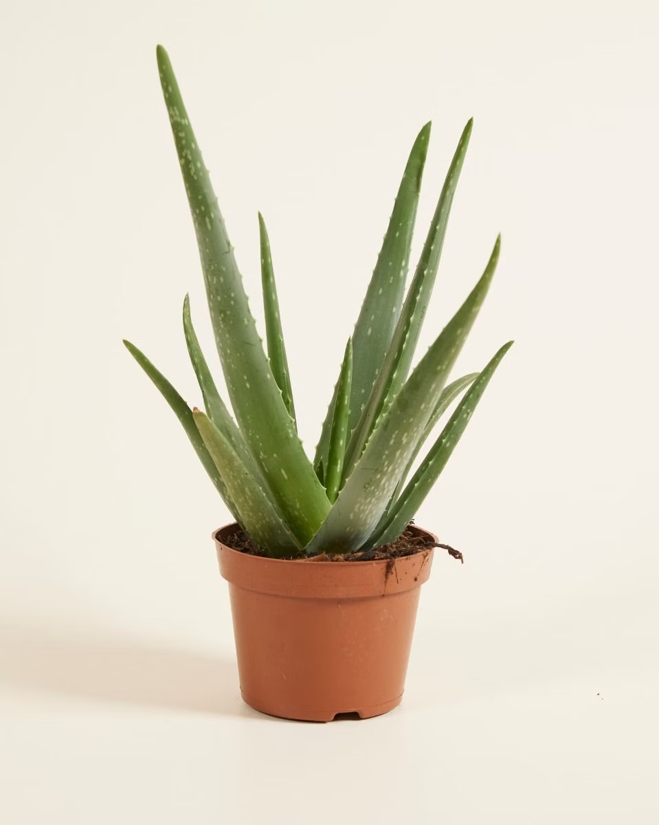 Aloe Vera Plant صبار الألوفيرا