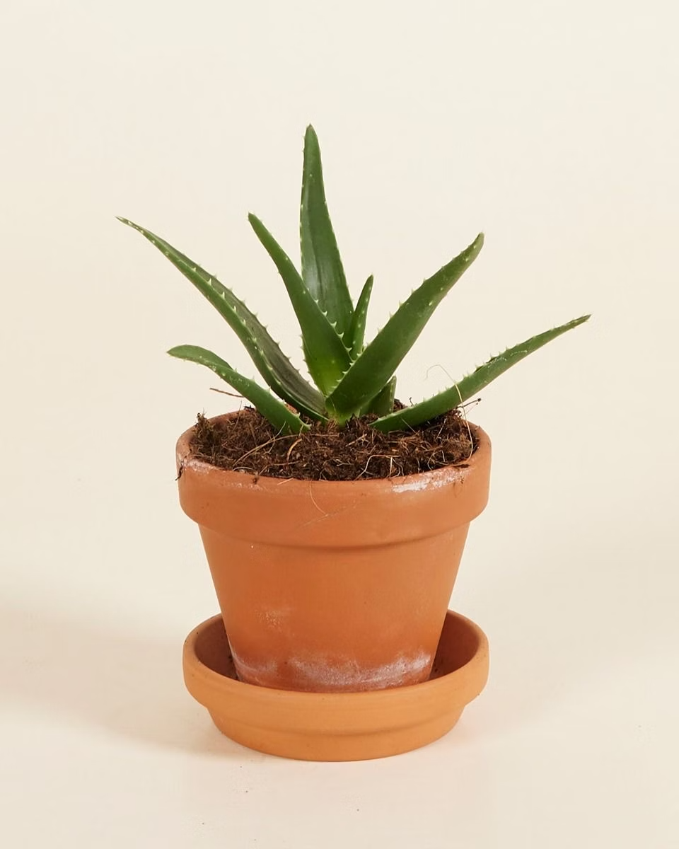 Baby Aloë Vera Plant صبار الألوفيرا