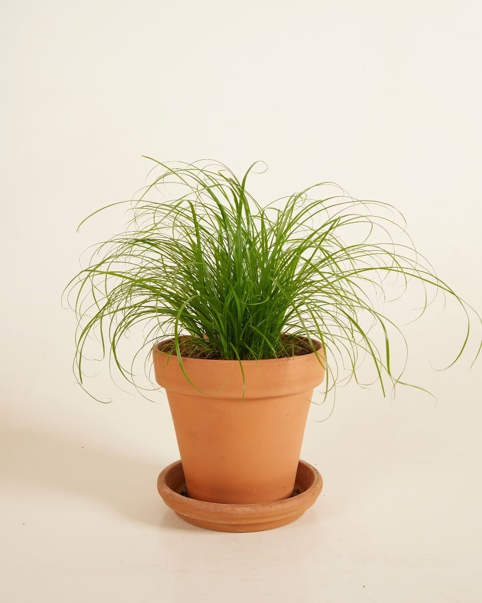 Cyperus Alternifolius Zumula (Umbrella Palm) نخيل المظلة