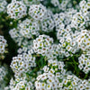 Alyssum Carpet of Snow - supplier photo