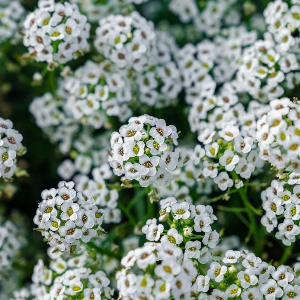Alyssum Carpet of Snow - supplier photo