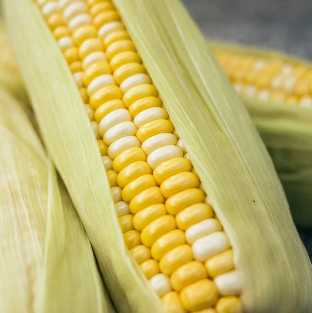 Corn Ambrosia - supplier photo