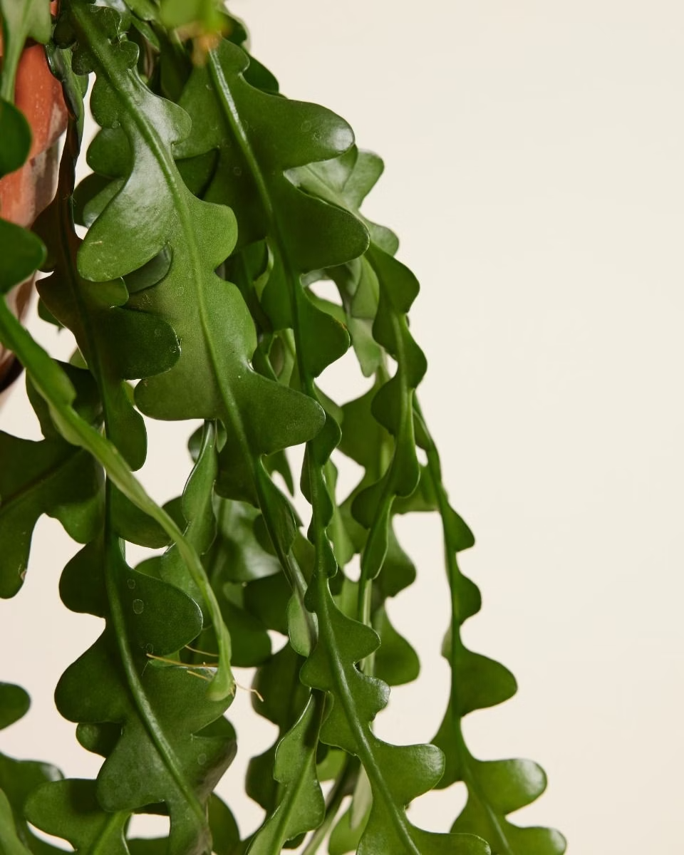 Epiphyllum Anguliger (Fishbone cactus)