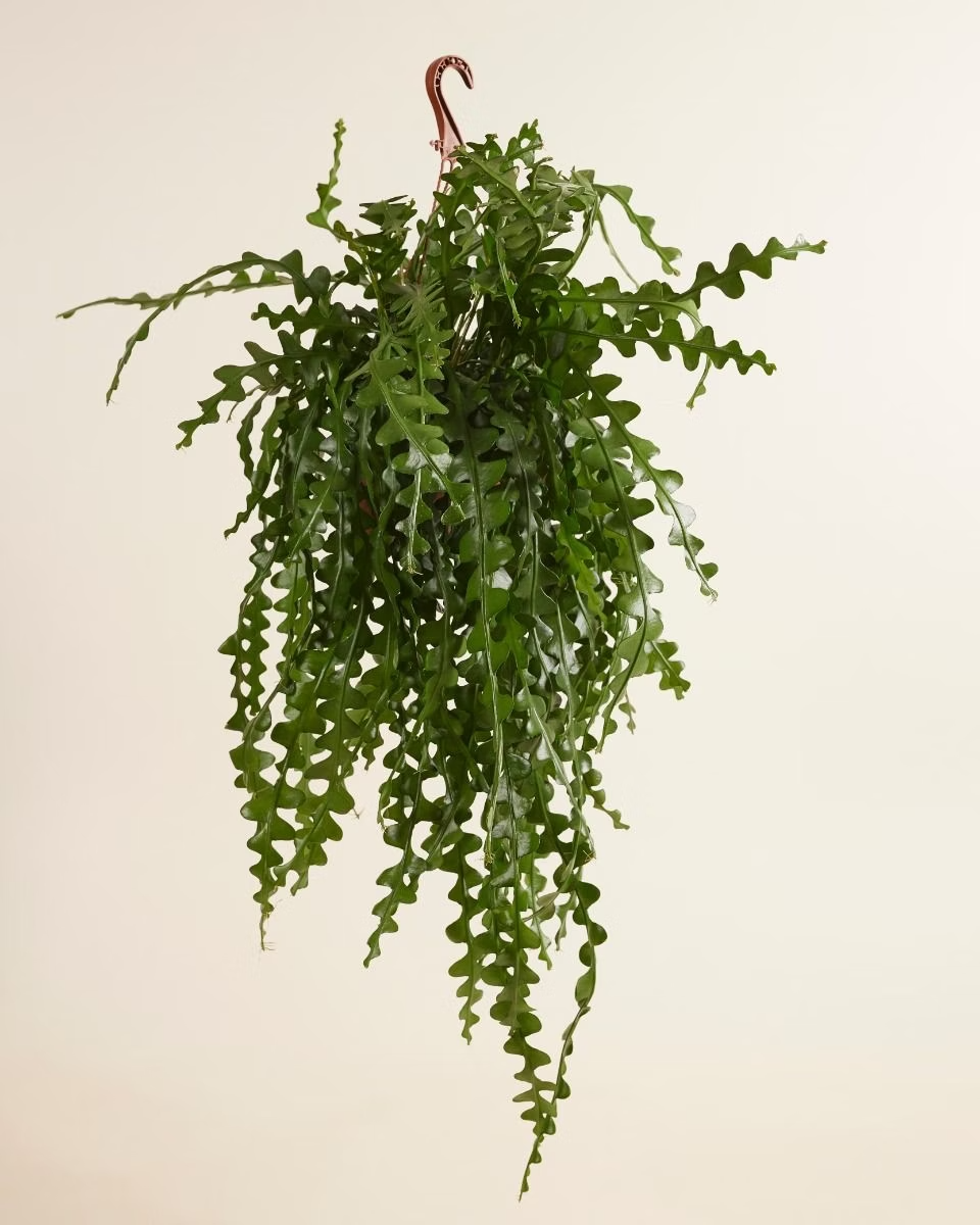 Epiphyllum Anguliger (Fishbone cactus)