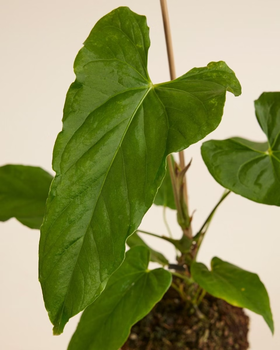 anthurium balaoanum care Anthurium Balaoanum – NABAT