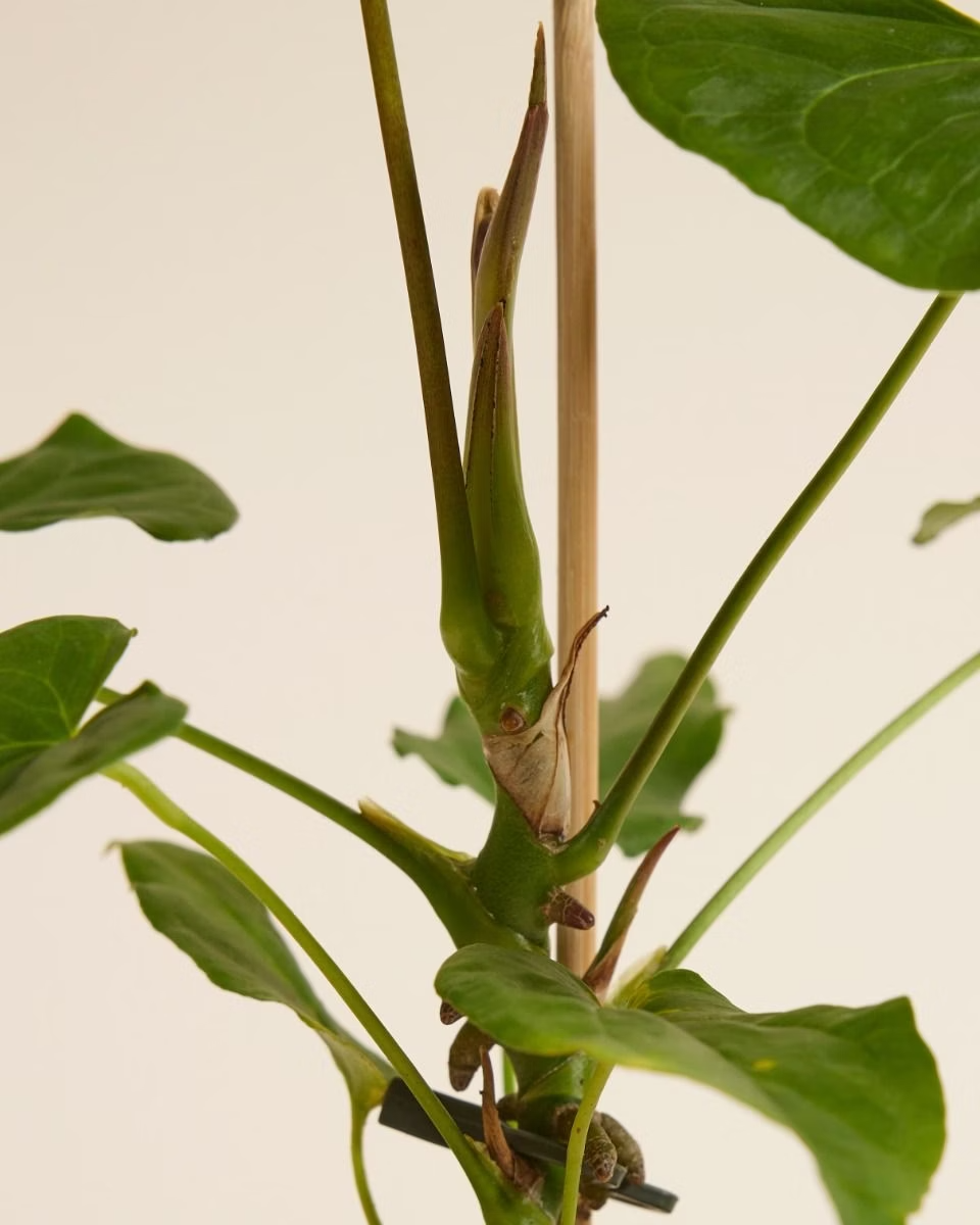 anthurium balaoanum Anthurium Balaoanum – NABAT