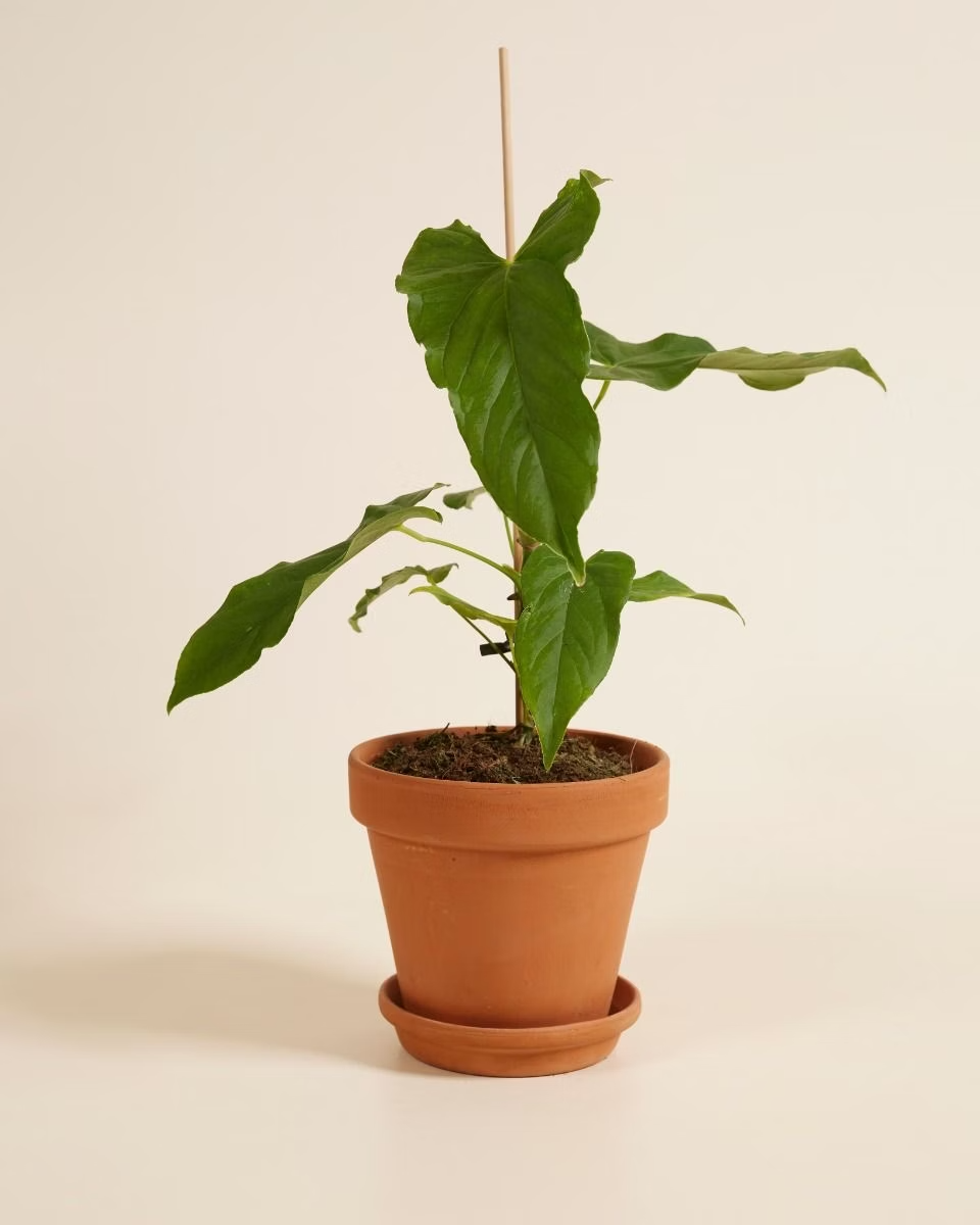 anthurium balaoanum Anthurium Balaoanum – NABAT