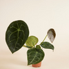 Anthurium Forgetii