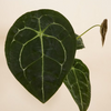 Anthurium Forgetii