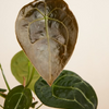 Anthurium Forgetii