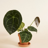 Anthurium Forgetii