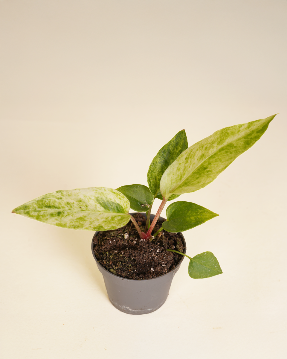 anthurium renaissance variegated Baby Anthurium Renaissance Variegata – NABAT