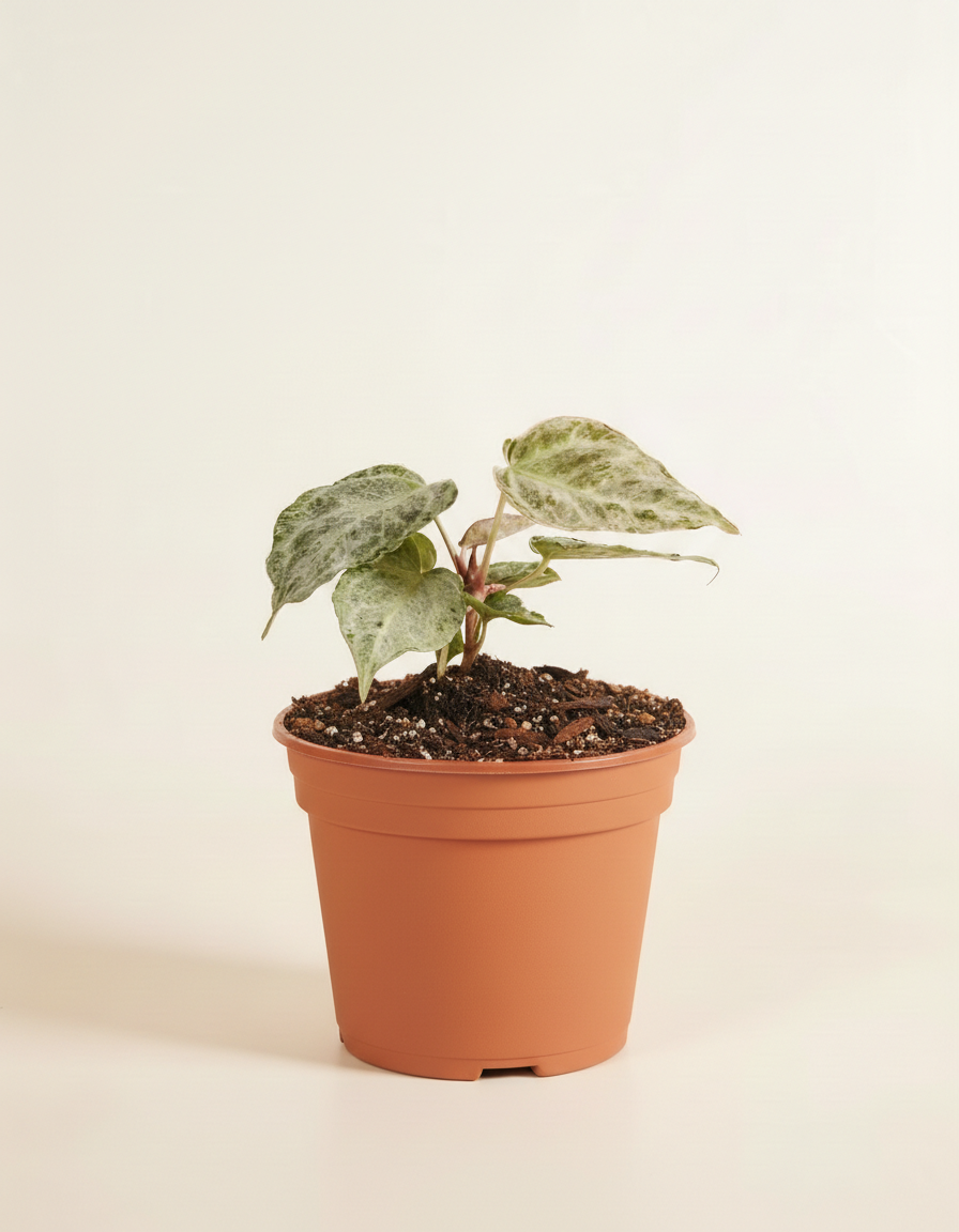 Anthurium Silver Blush Mint