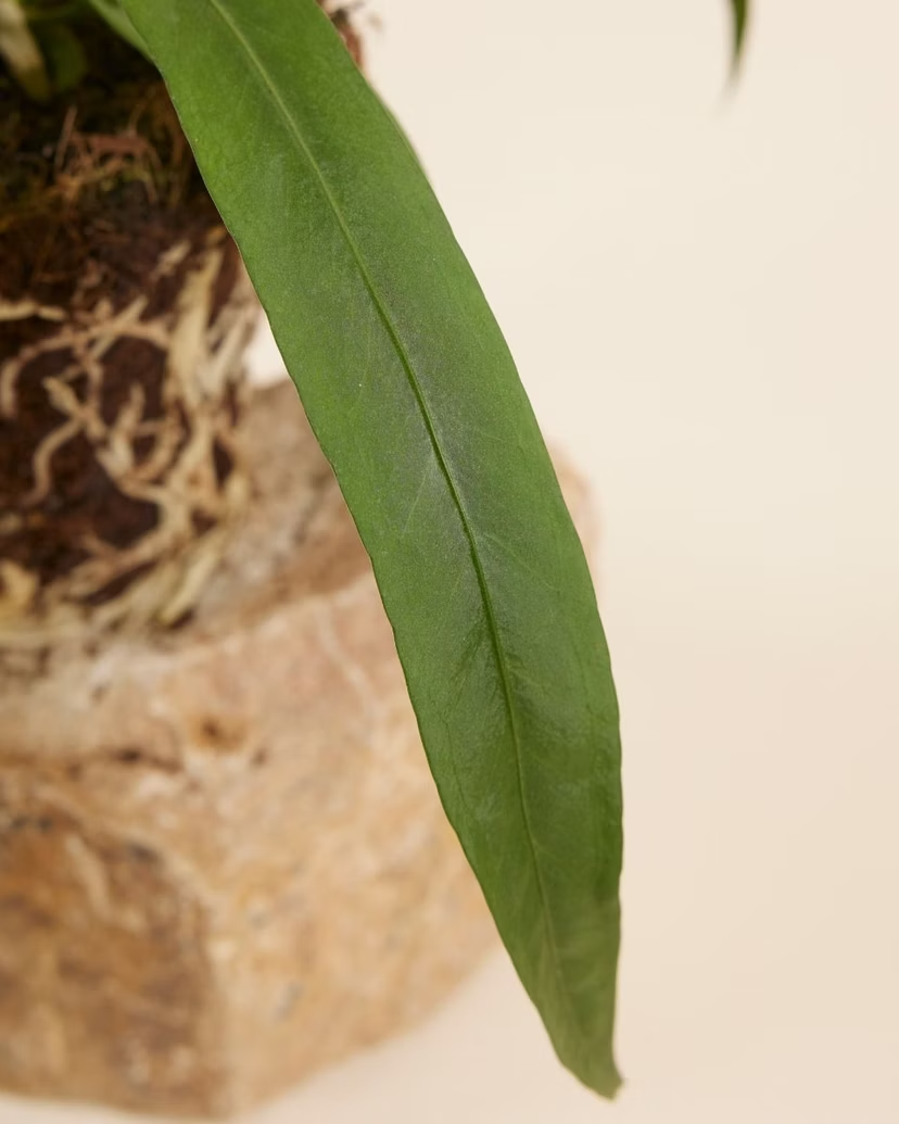 Anthurium Vittarifolium (Flamingo Plant)
