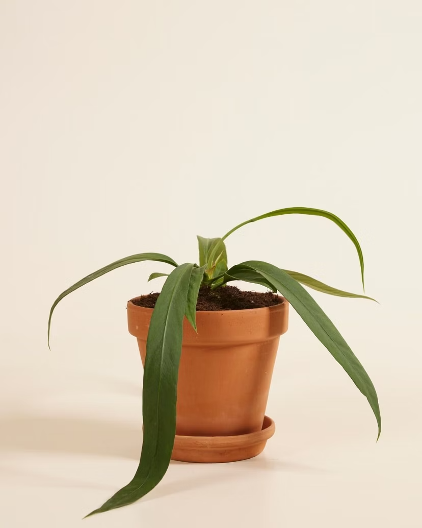 Anthurium Vittarifolium (Flamingo Plant)