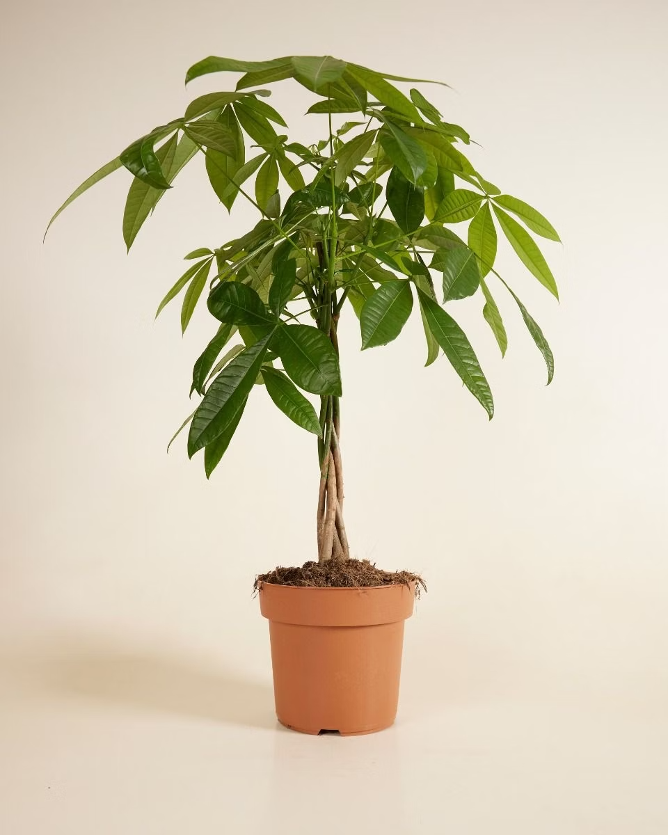 Pachira Aquatica (Money Tree) باشيرا أكواتيكا