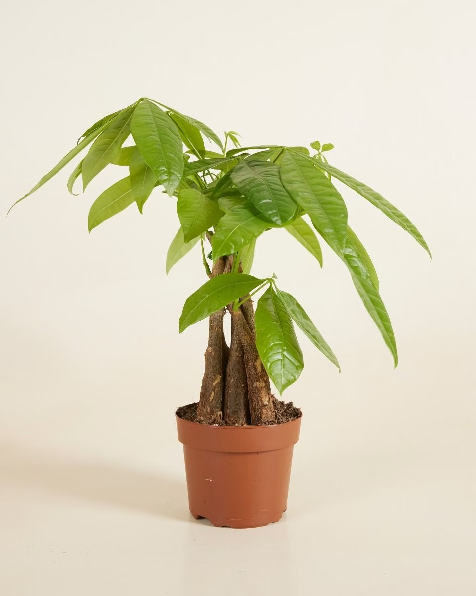 Pachira Aquatica (Money Tree) باشيرا أكواتيكا
