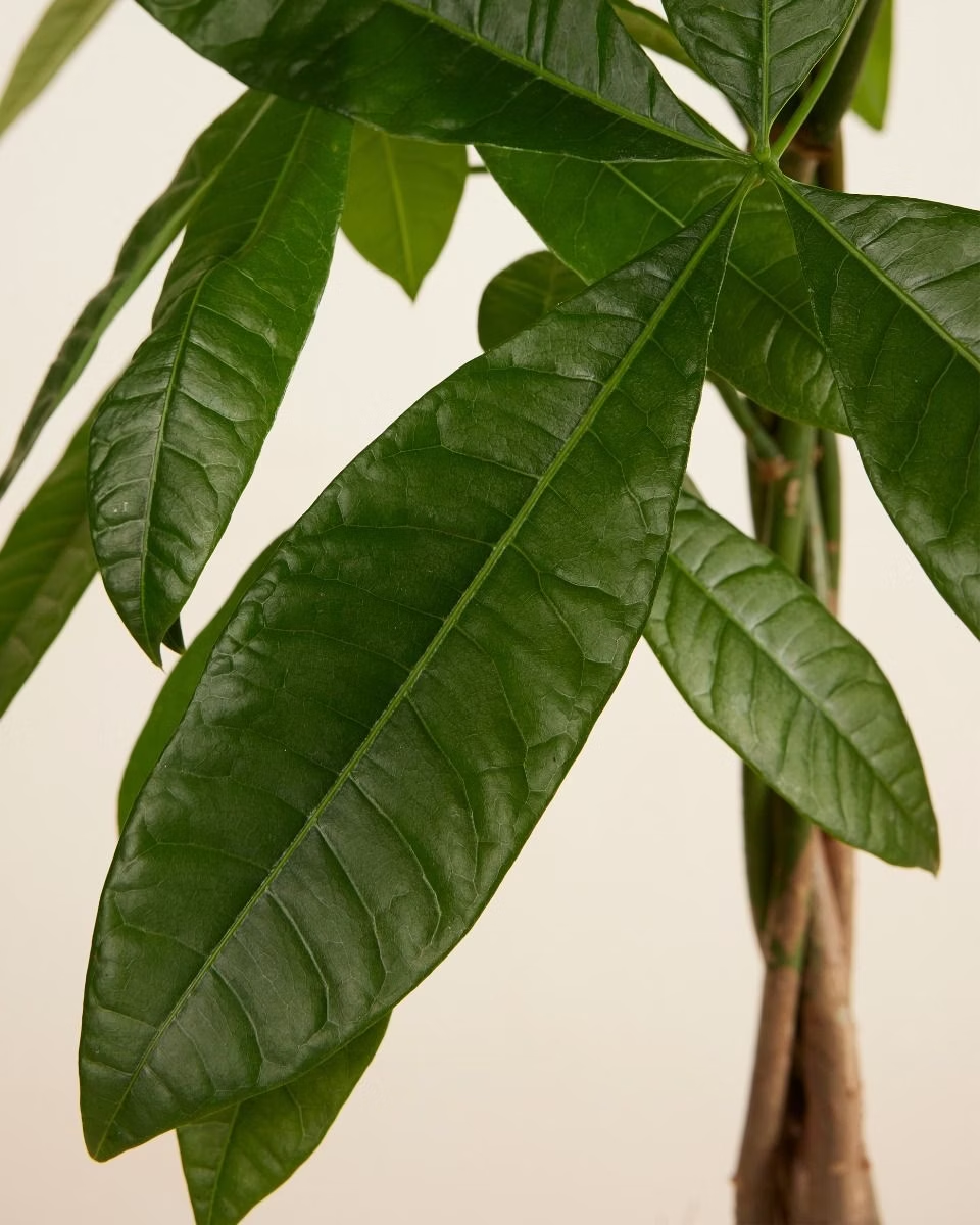 Pachira Aquatica (Money Tree) باشيرا أكواتيكا