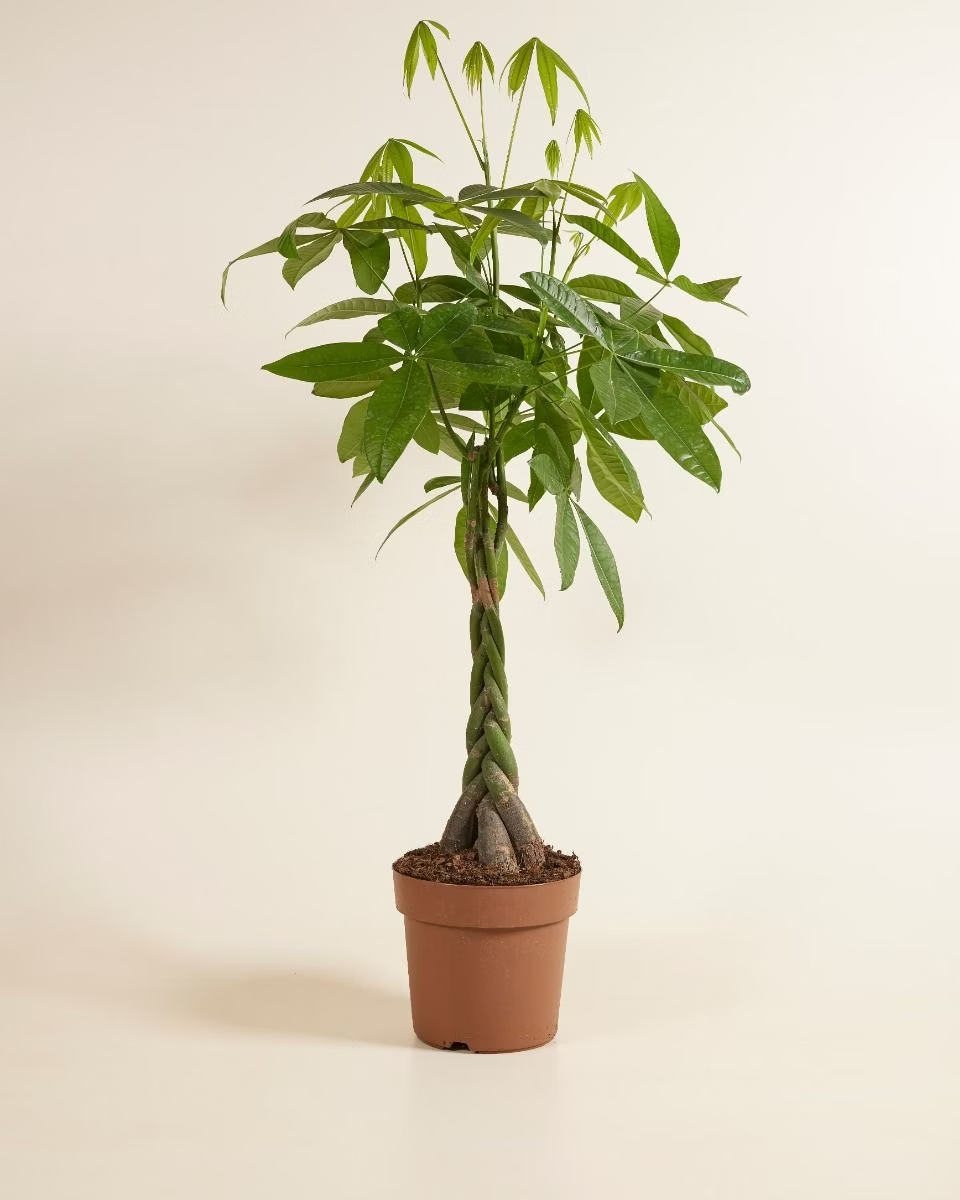 Pachira Aquatica (Money tree)