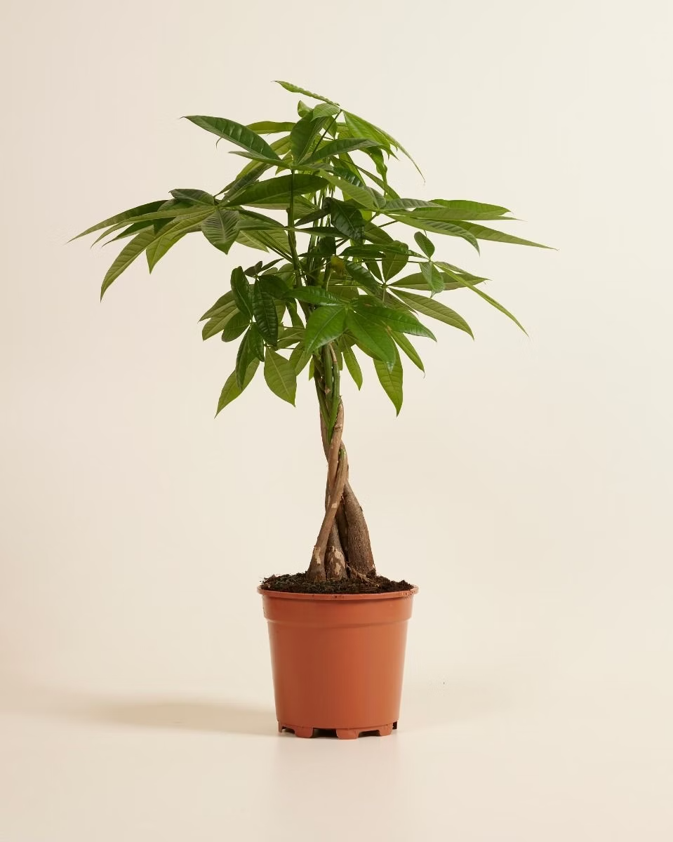 Pachira Aquatica (Money Tree) باشيرا أكواتيكا