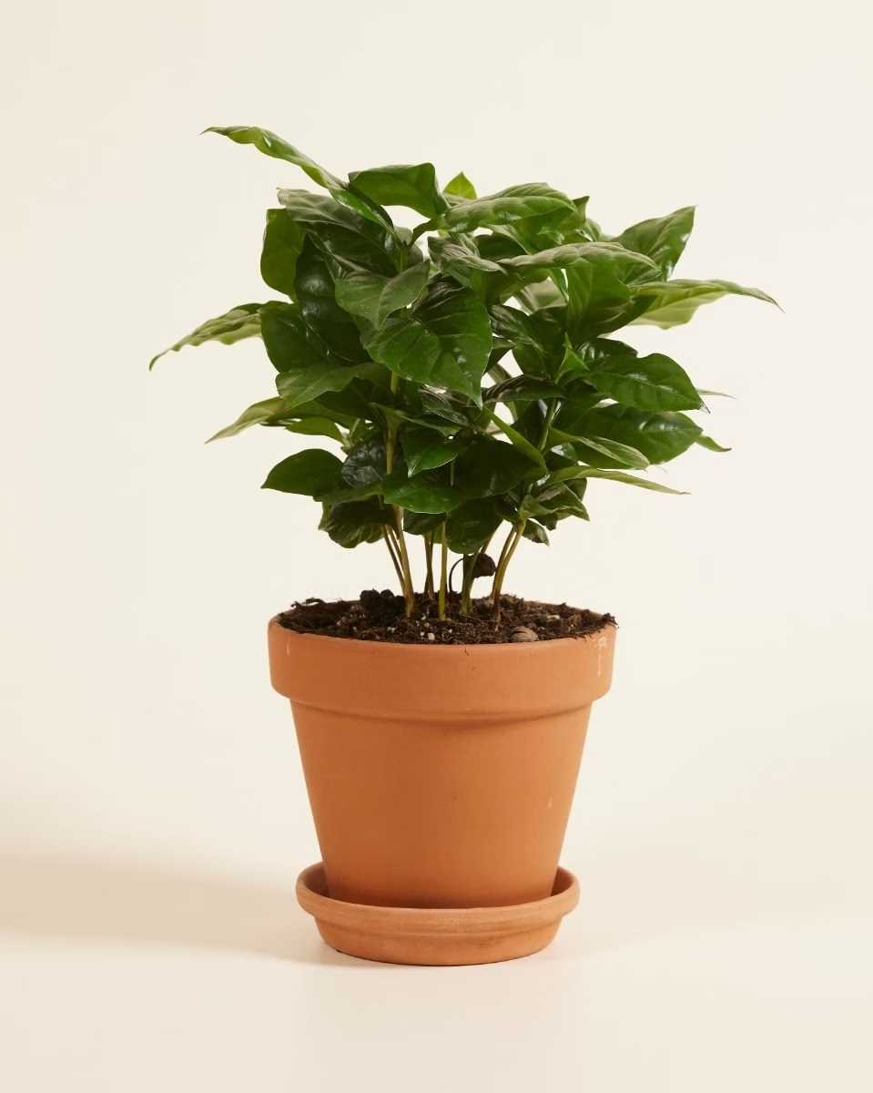 Coffea Arabica (Coffee plant) نبتة القهوة