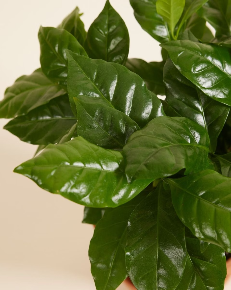 Coffea Arabica (Coffee plant) نبتة القهوة