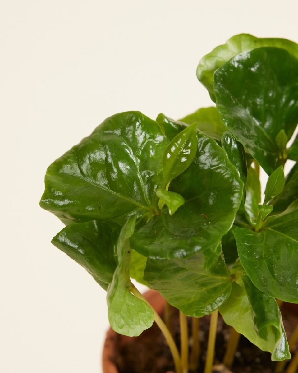 Baby Coffea Arabica (Coffee plant) نبتة القهوة