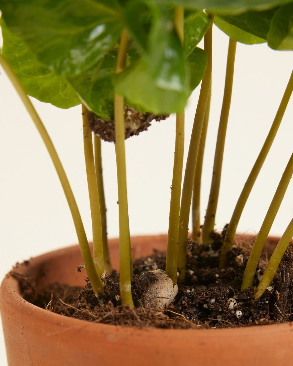 بيبي كوفيـا أرابيكا (نبتة القهوة)