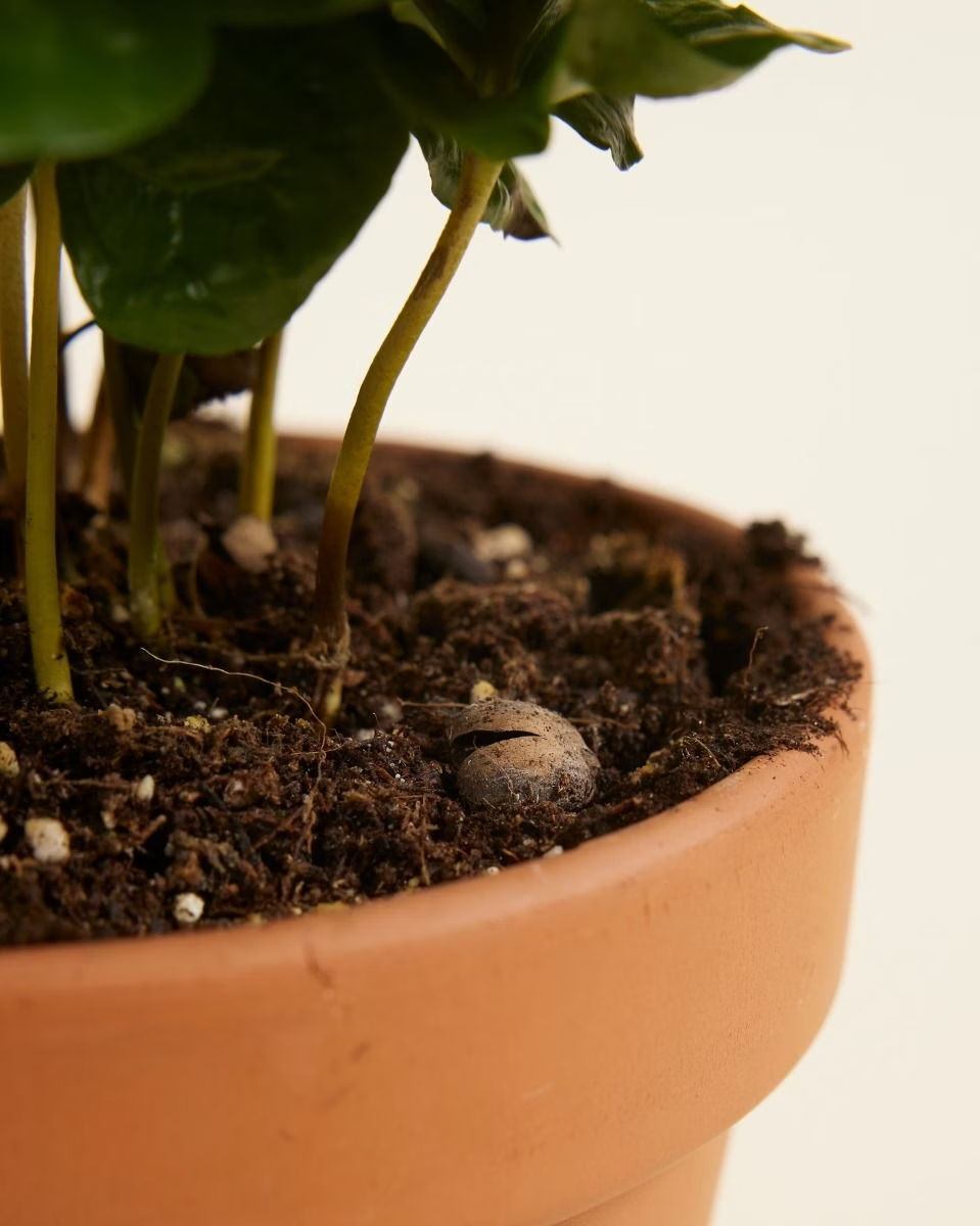 Coffea Arabica (Coffee plant) نبتة القهوة