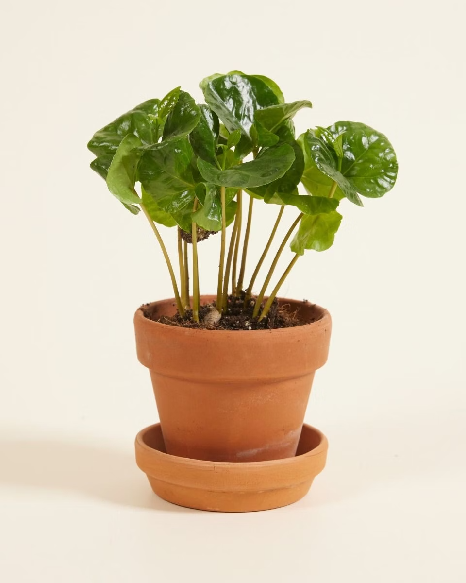 Baby Coffea Arabica (Coffee plant) نبتة القهوة