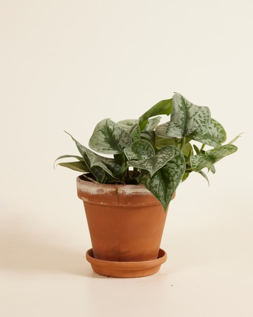 Scindapsus Pictus Argyraeus سندابسوس أرجيرايوس