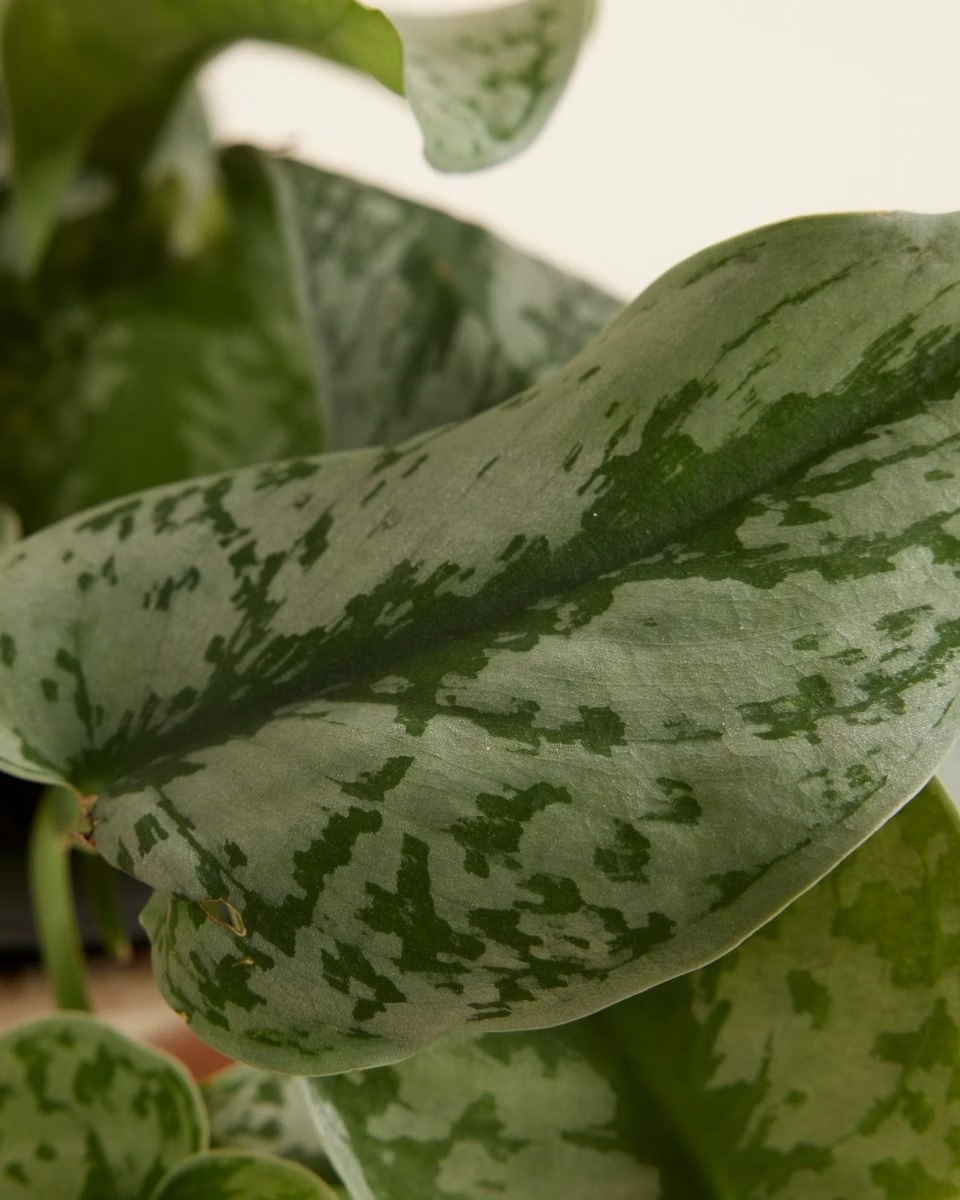 Scindapsus Pictus Argyraeus سندابسوس أرجيرايوس