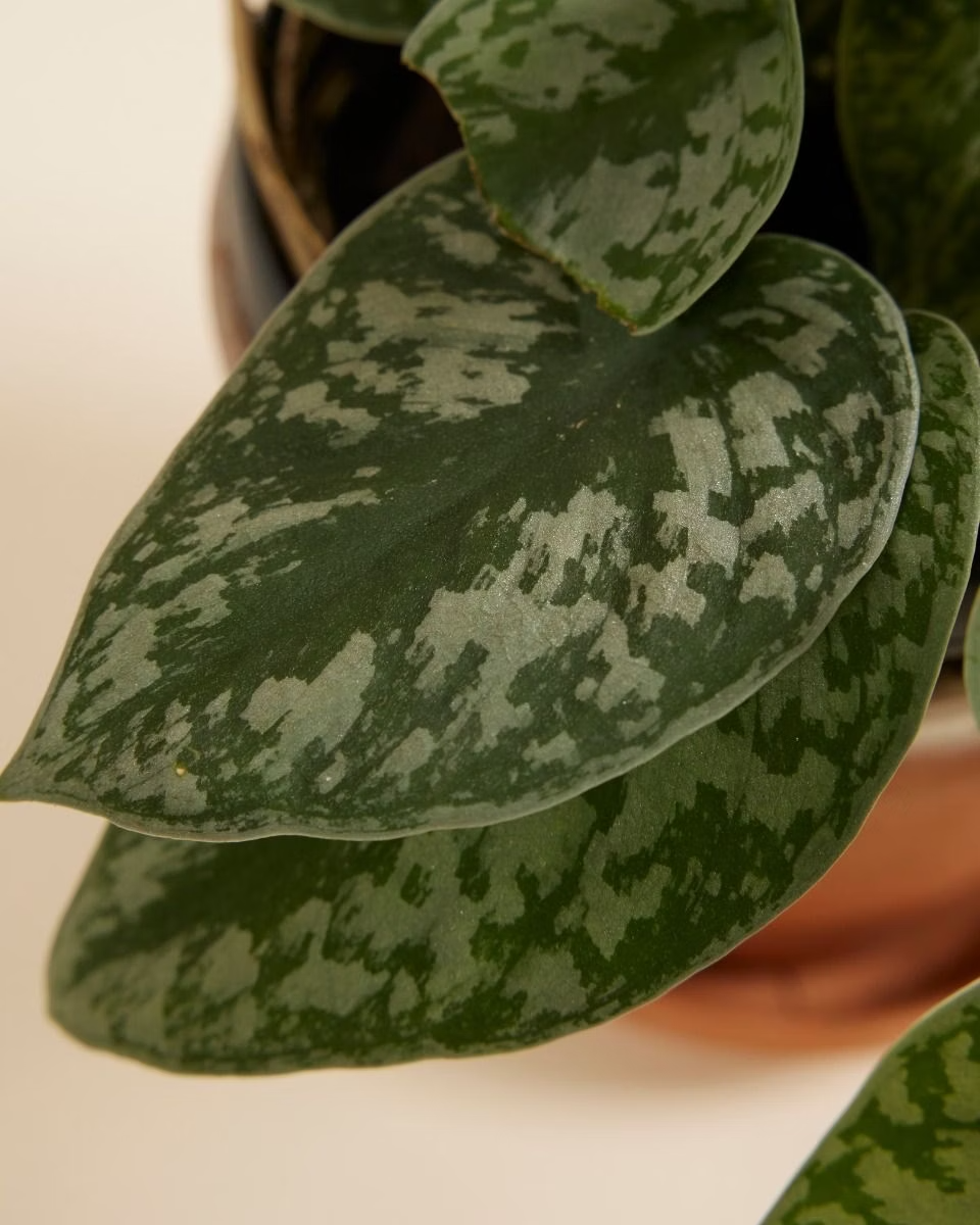 Scindapsus Pictus Argyraeus سندابسوس أرجيرايوس