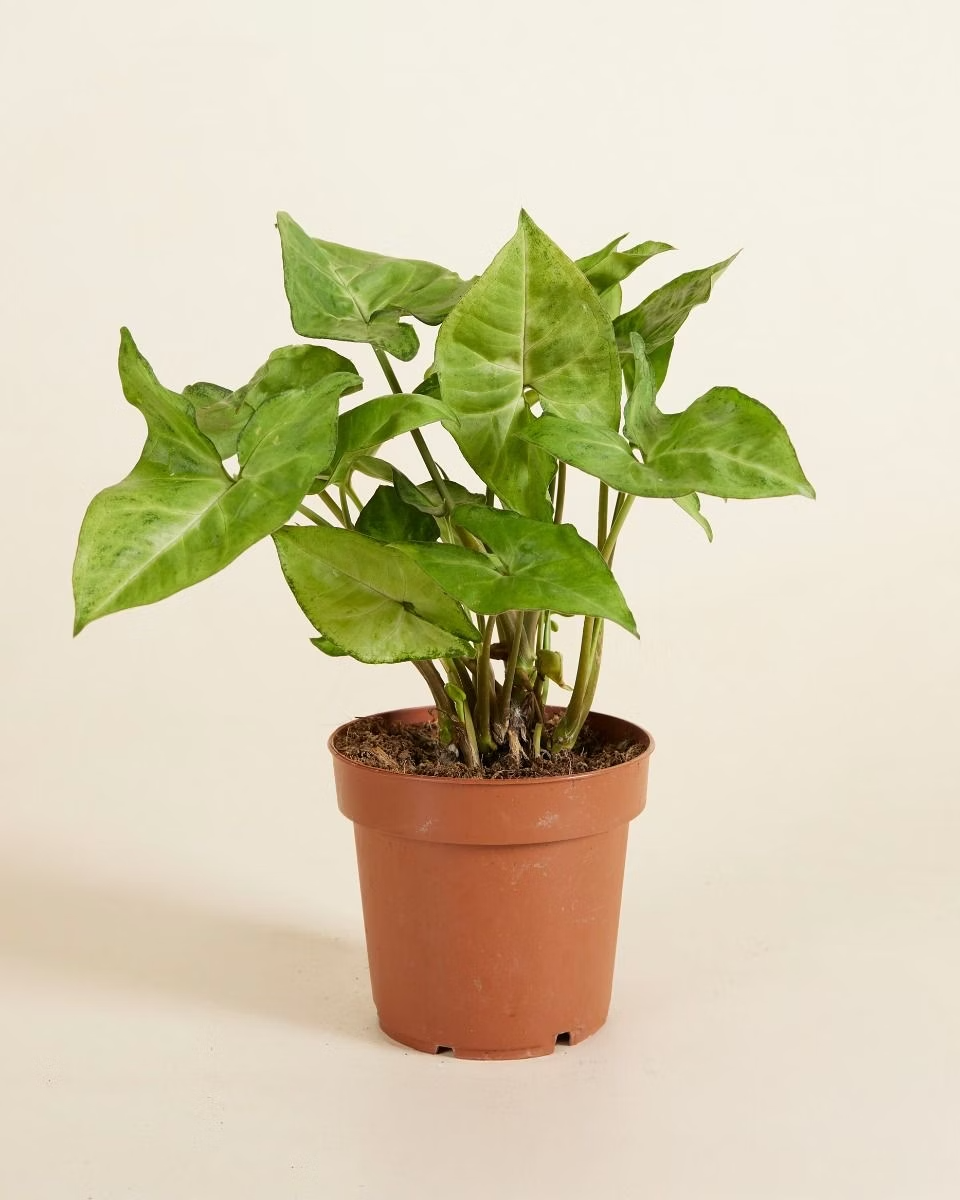 Syngonium Arrow سينغونيوم رأس السهم