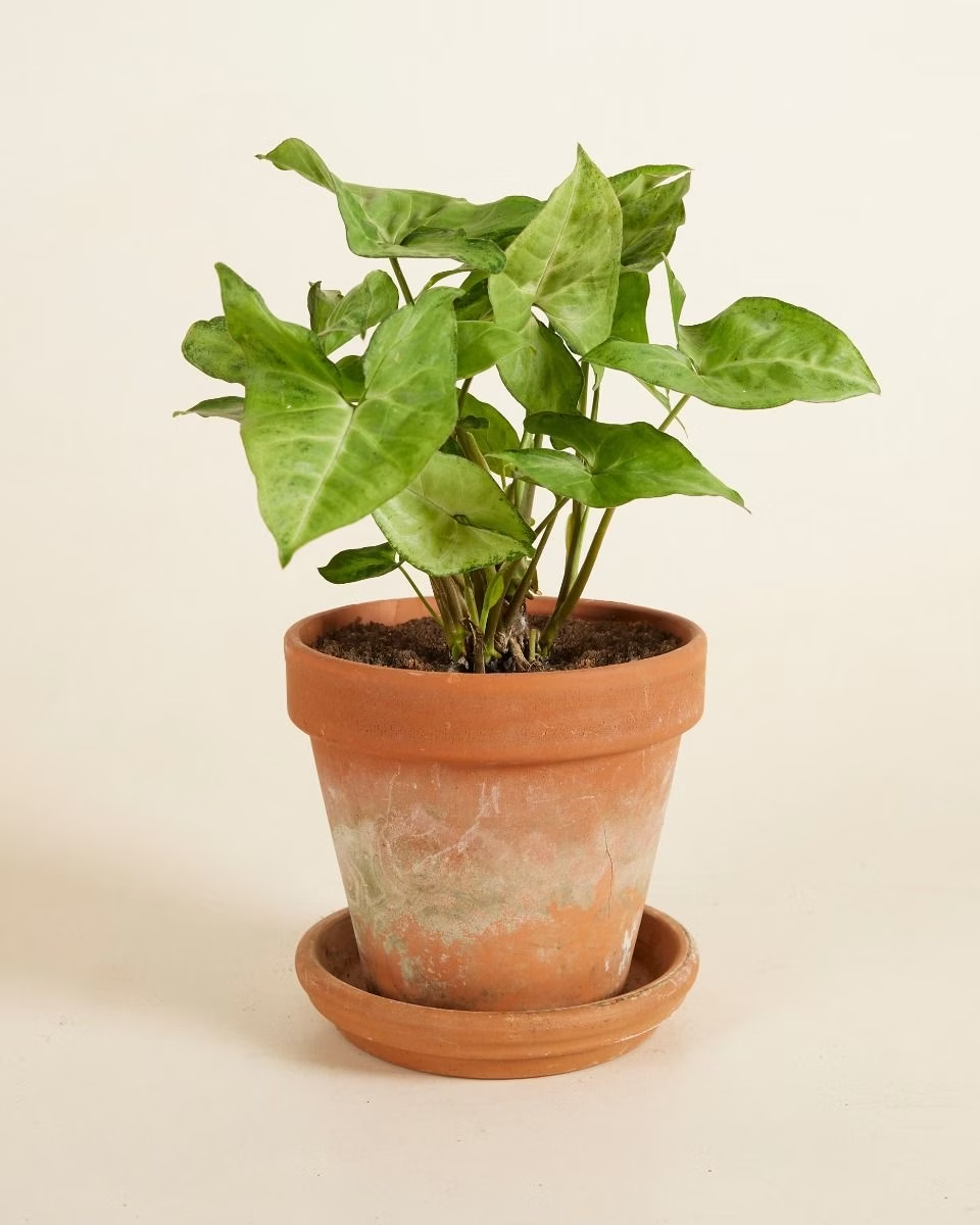 Syngonium Arrow سينغونيوم رأس السهم