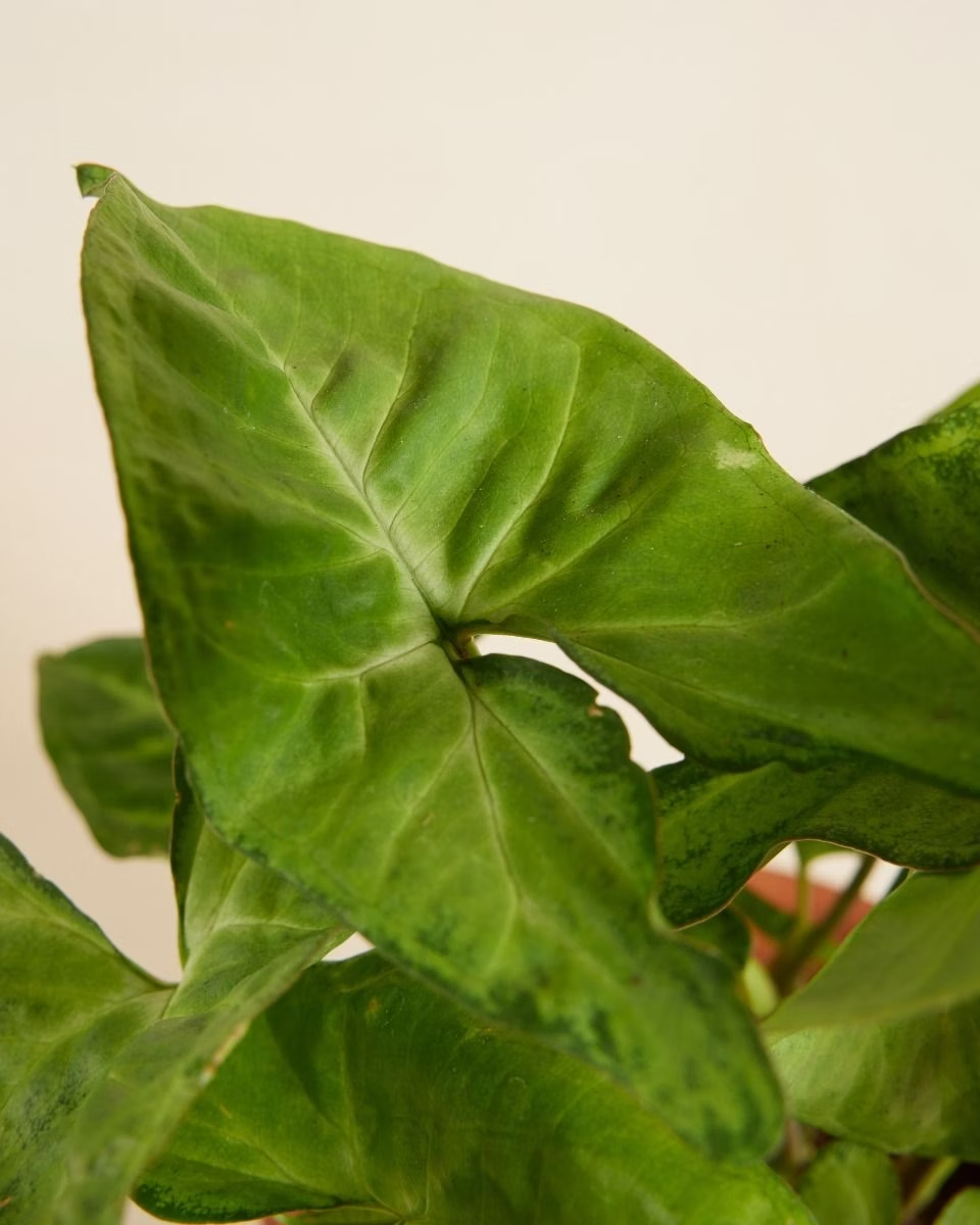 Syngonium Arrow سينغونيوم رأس السهم