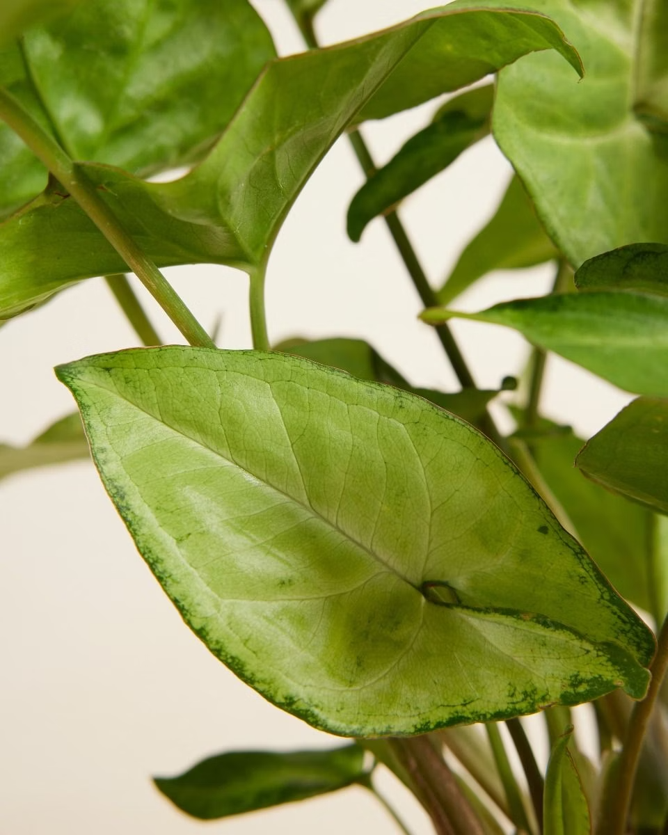 Syngonium Arrow سينغونيوم رأس السهم