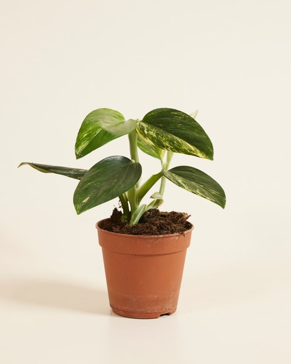 Monstera Standleyana ‘Aurea Variegata’