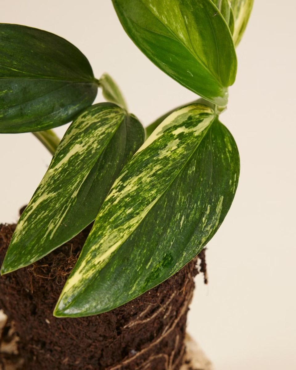 Monstera Standleyana ‘Aurea Variegata’